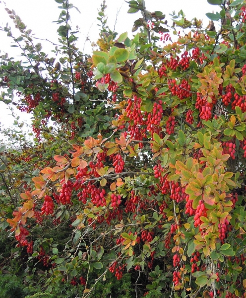 Pflanzenbild gross Gemeine Berberitze - Berberis vulgaris