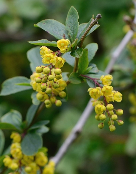 Pflanzenbild gross Gemeine Berberitze - Berberis vulgaris