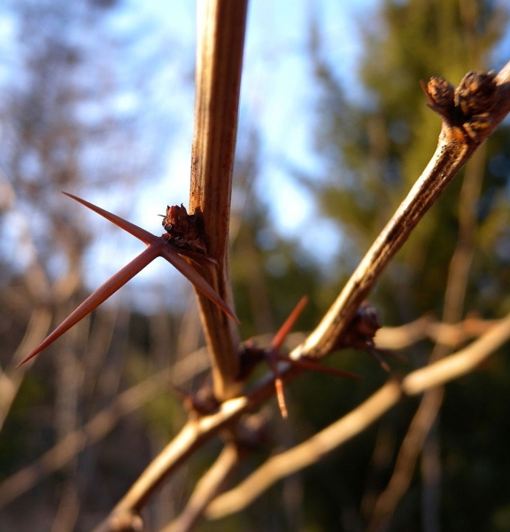 Pflanzenbild gross Gemeine Berberitze - Berberis vulgaris