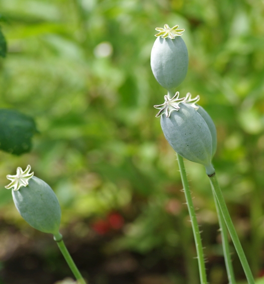 Pflanzenbild gross Schlaf-Mohn - Papaver somniferum