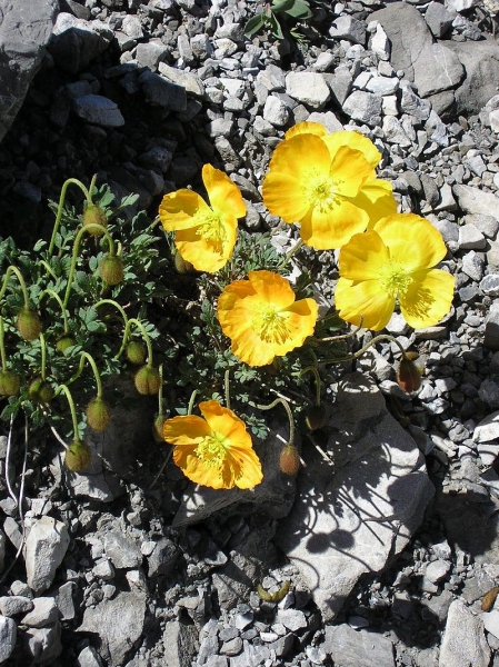 Pflanzenbild gross Rätischer Alpen-Mohn - Papaver aurantiacum