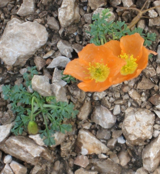 Pflanzenbild gross Rätischer Alpen-Mohn - Papaver aurantiacum