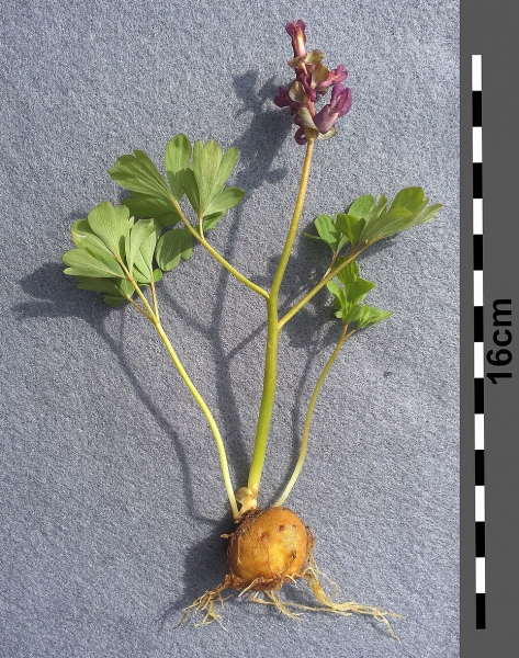 Pflanzenbild gross Hohlknolliger Lerchensporn - Corydalis cava