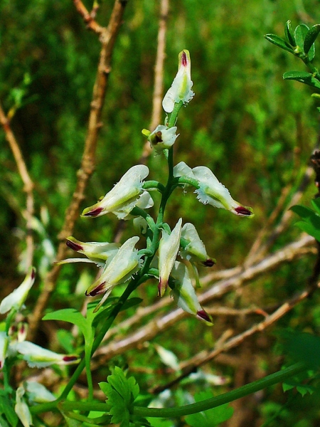 Pflanzenbild gross Klimmender Erdrauch - Fumaria capreolata