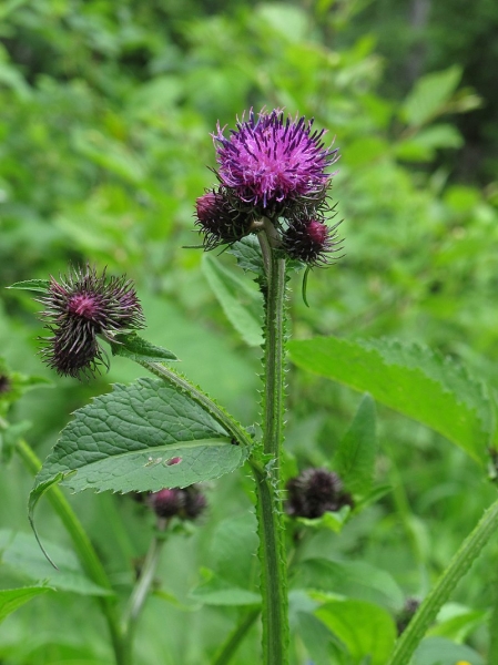 Pflanzenbild gross Kletten-Distel - Carduus personata