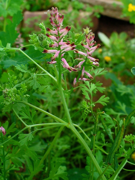 Pflanzenbild gross Echter Erdrauch - Fumaria officinalis