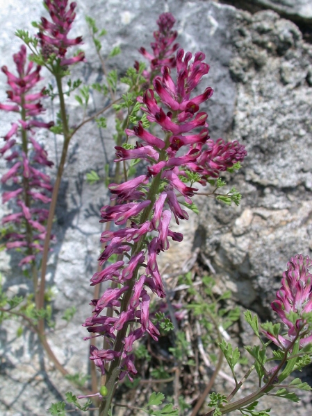 Pflanzenbild gross Echter Erdrauch - Fumaria officinalis