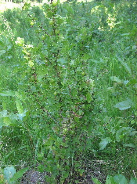 Pflanzenbild gross Stachelbeere - Ribes uva-crispa