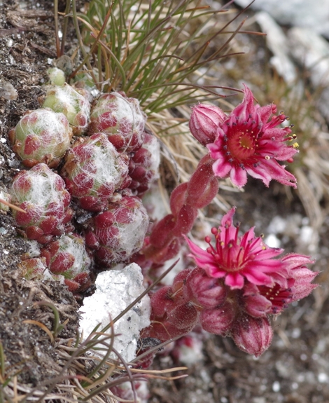 Pflanzenbild gross Spinnweb-Hauswurz - Sempervivum arachnoideum