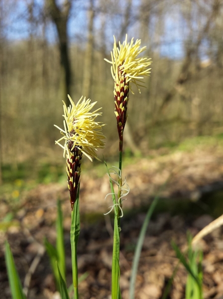 Pflanzenbild gross Wimper-Segge - Carex pilosa