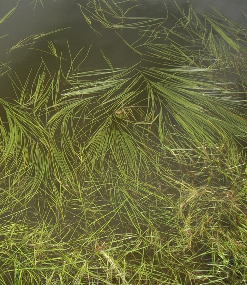 Pflanzenbild gross Schmalblättriger Igelkolben - Sparganium angustifolium