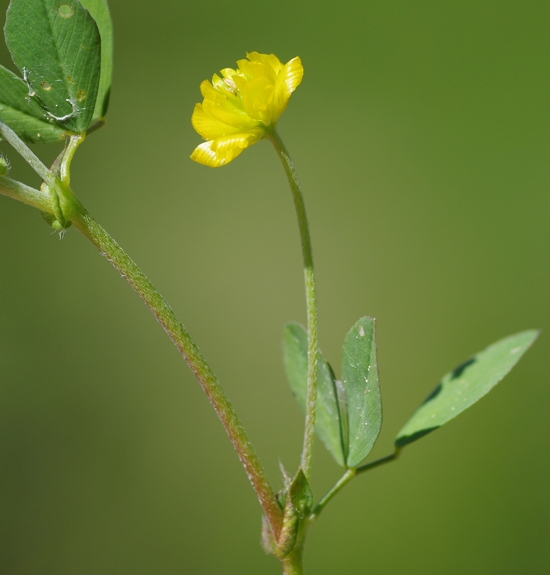 Pflanzenbild gross Feld-Klee - Trifolium campestre