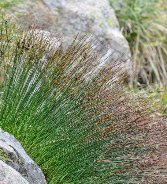 Pflanzenbild gross Dreiblatt-Binse - Juncus trifidus
