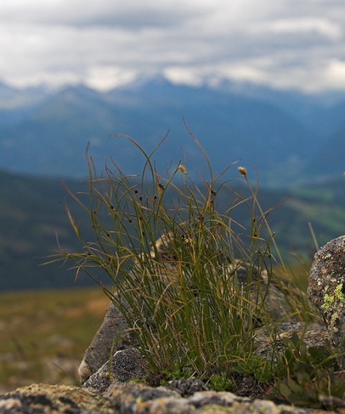Pflanzenbild gross Dreiblatt-Binse - Juncus trifidus