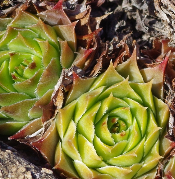Pflanzenbild gross Dach-Hauswurz - Sempervivum tectorum