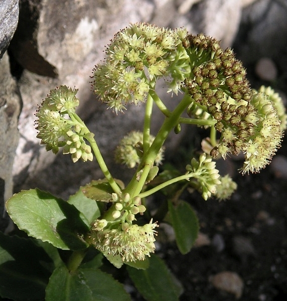 Pflanzenbild gross Riesen-Fettkraut - Sedum telephium