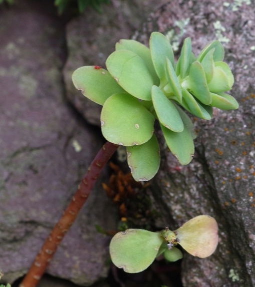 Pflanzenbild gross Rundblättriges Fettkraut - Sedum anacampseros