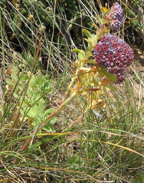 Pflanzenbild gross Rundblättriges Fettkraut - Sedum anacampseros
