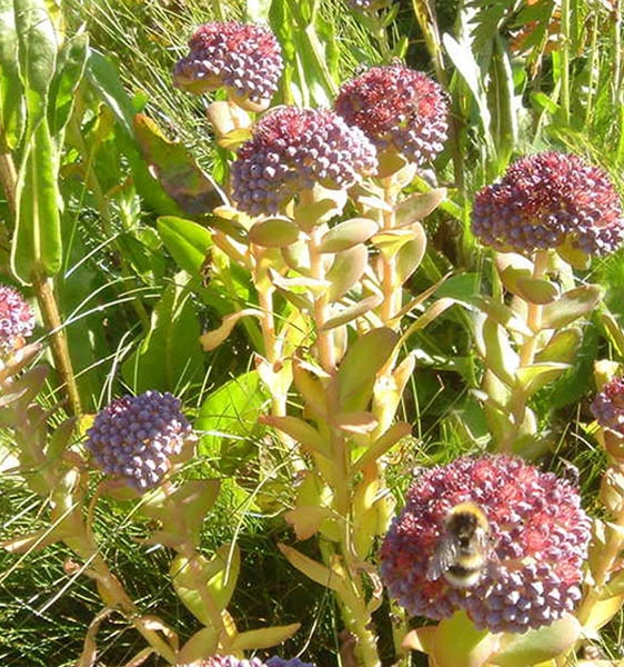 Pflanzenbild gross Rundblättriges Fettkraut - Sedum anacampseros