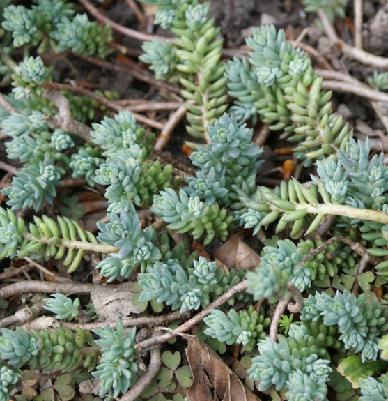 Pflanzenbild gross Gewöhnlicher Felsen-Mauerpfeffer - Sedum rupestre