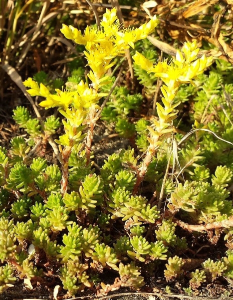 Pflanzenbild gross Milder Mauerpfeffer - Sedum sexangulare
