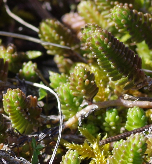 Pflanzenbild gross Milder Mauerpfeffer - Sedum sexangulare