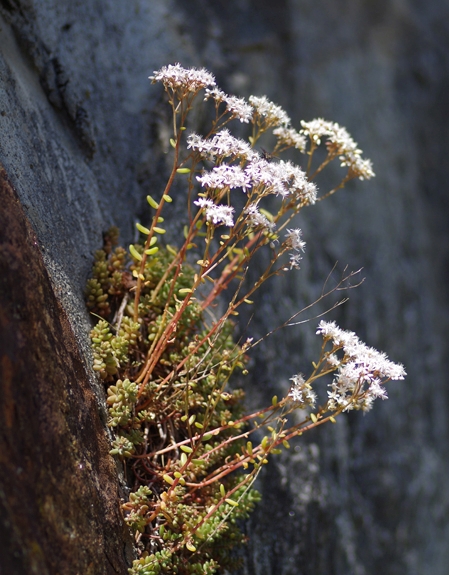 Pflanzenbild gross Weisser Mauerpfeffer - Sedum album