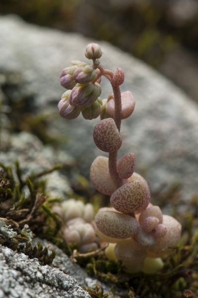 Pflanzenbild gross Dickblättriger Mauerpfeffer - Sedum dasyphyllum