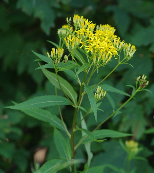 Pflanzenbild gross Fuchs' Greiskraut - Senecio ovatus