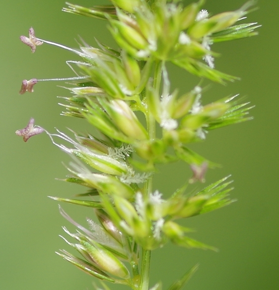 Pflanzenbild gross Wiesen-Kammgras - Cynosurus cristatus