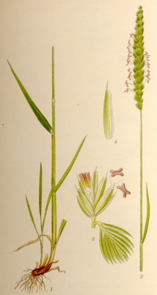 Pflanzenbild gross Wiesen-Kammgras - Cynosurus cristatus