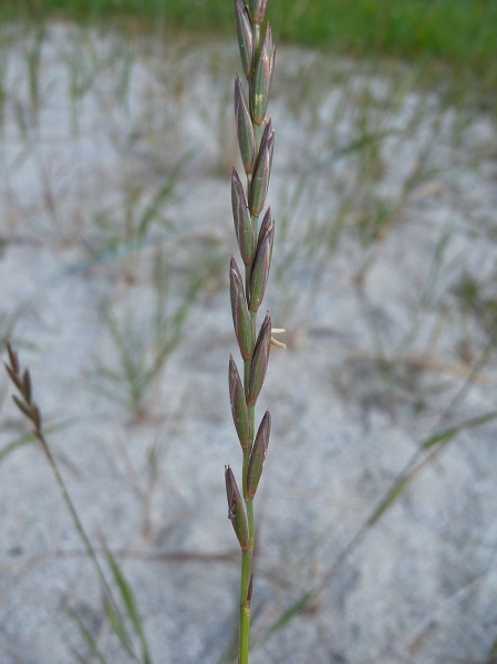 Pflanzenbild gross Kriechende Quecke - Elymus repens