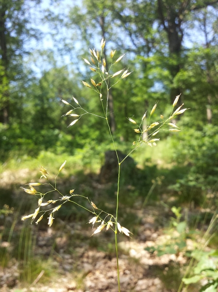 Pflanzenbild gross Draht-Schmiele - Avenella flexuosa