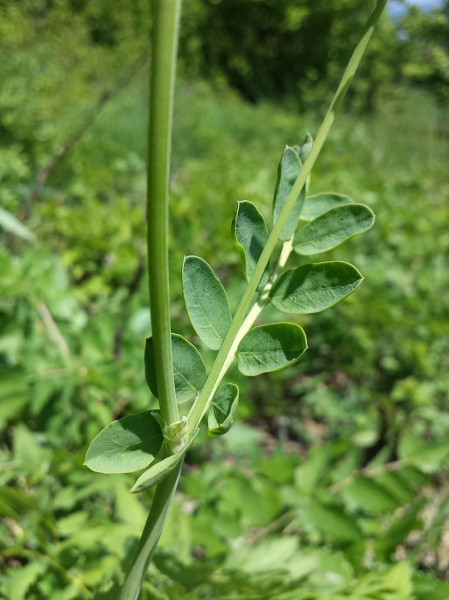Pflanzenbild gross Berg-Kronwicke - Coronilla coronata