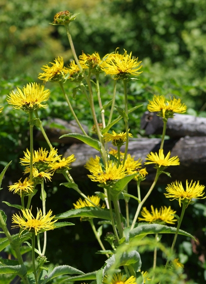 Pflanzenbild gross Schweizer Alant - Inula helvetica