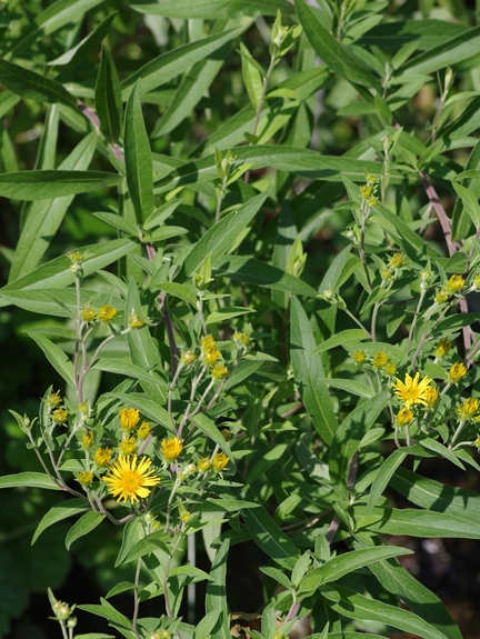 Pflanzenbild gross Schweizer Alant - Inula helvetica