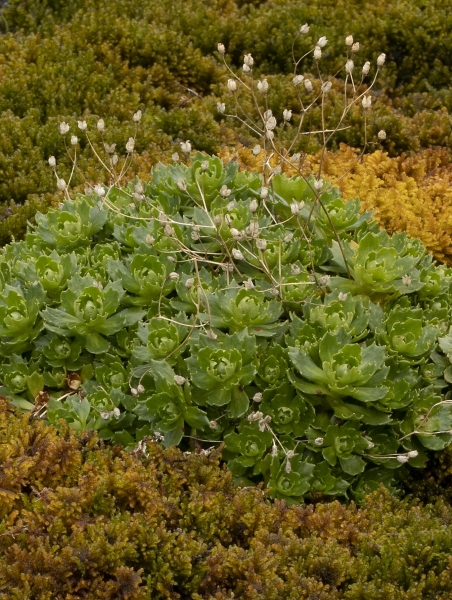 Pflanzenbild gross Sternblütiger Steinbrech - Saxifraga stellaris