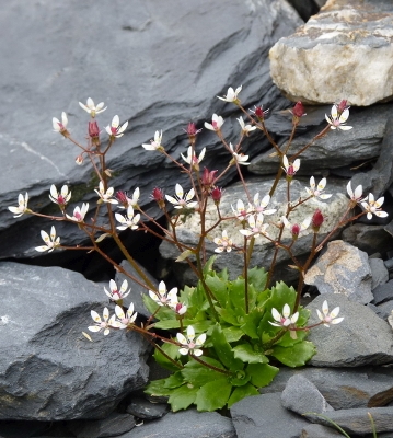 Pflanzenbild gross Sternblütiger Steinbrech - Saxifraga stellaris