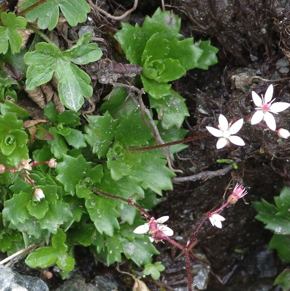 Pflanzenbild gross Sternblütiger Steinbrech - Saxifraga stellaris