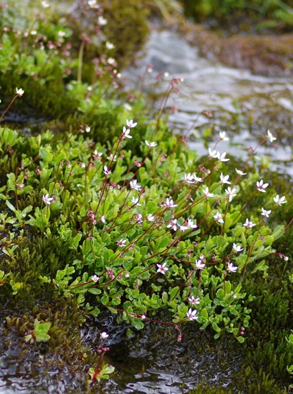 Pflanzenbild gross Sternblütiger Steinbrech - Saxifraga stellaris