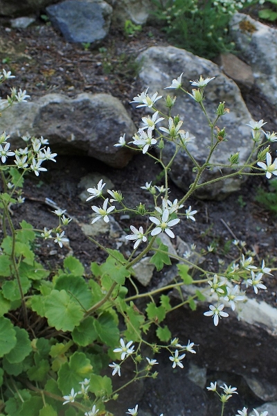 Pflanzenbild gross Rundblättriger Steinbrech - Saxifraga rotundifolia
