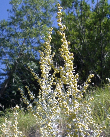 Pflanzenbild gross Echter Wermut - Artemisia absinthium