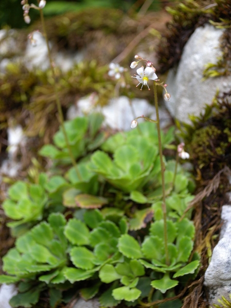 Pflanzenbild gross Keilblättriger Steinbrech - Saxifraga cuneifolia