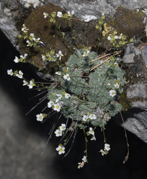 Pflanzenbild gross Blaugrüner Steinbrech - Saxifraga caesia