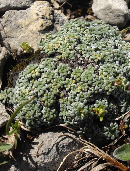 Pflanzenbild gross Blaugrüner Steinbrech - Saxifraga caesia