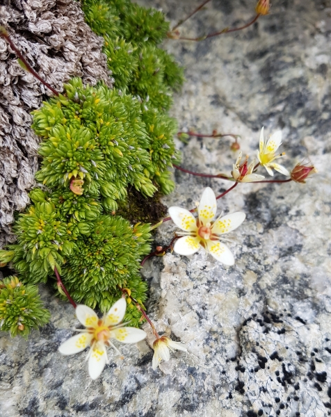 Pflanzenbild gross Moosartiger Steinbrech - Saxifraga bryoides