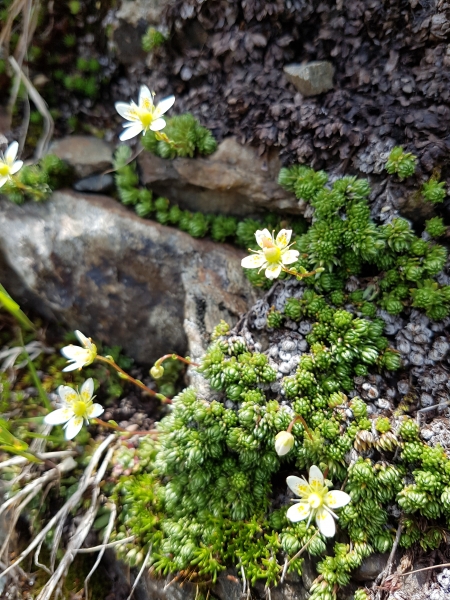 Pflanzenbild gross Moosartiger Steinbrech - Saxifraga bryoides