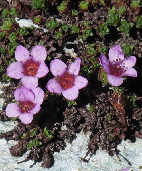 Pflanzenbild gross Gegenblättriger Steinbrech - Saxifraga oppositifolia