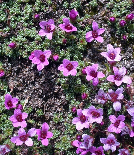 Pflanzenbild gross Gegenblättriger Steinbrech - Saxifraga oppositifolia