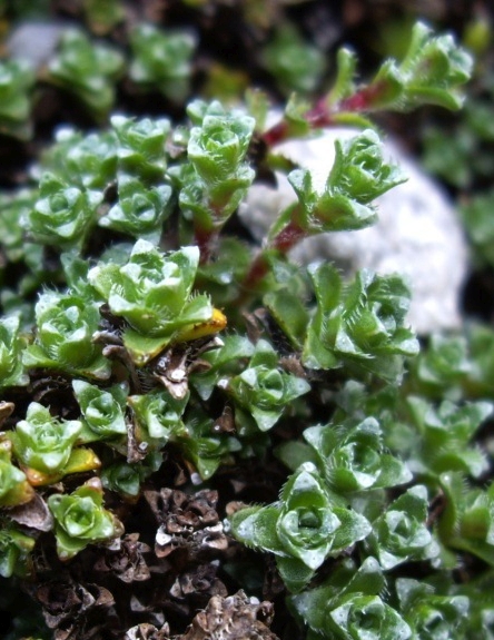 Pflanzenbild gross Gegenblättriger Steinbrech - Saxifraga oppositifolia